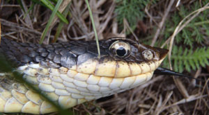 Eastern Hog-nosed snake