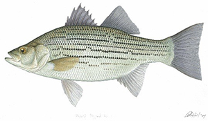 Tips for Stocking Hybrid Striped Bass in Your Pond