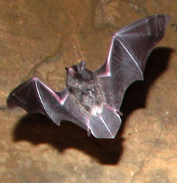 Fw Indiana Bat Flying 