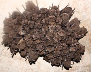 Fw Indiana Bats 