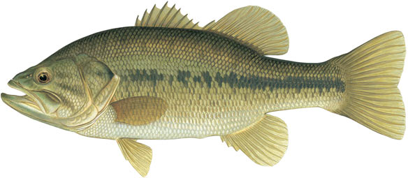 Largemouth Bass Fish Isolated On White Background Stock Photo - Download  Image Now - Fish, Bass - Fish, Largemouth Bass - iStock