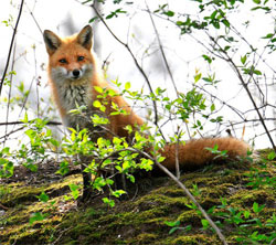 red foxes eating habits