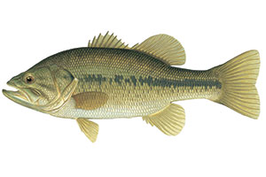 DNR: Fish & Wildlife: Fishing Species & Identification