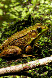 DNR: Fish & Wildlife: Green Frog