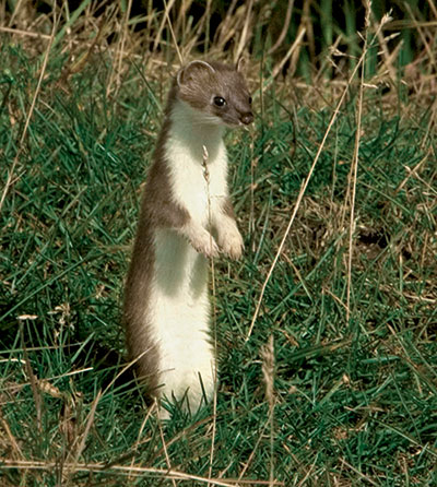 weasels weasel wildlife usfws dnr hillebrand steve courtesy fish gov