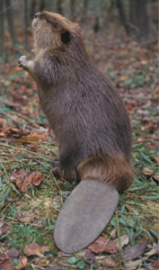 DNR: Beaver