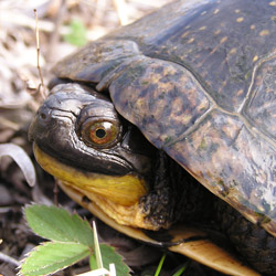 DNR: Turtles as Pets