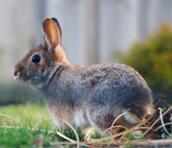 newborn cottontail rabbit