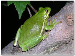  DNR Green Treefrog