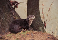  DNR Avoiding Otter While Trapping Beaver Raccoon