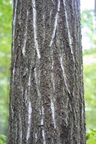 Bark of tree