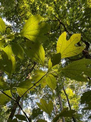 Leaves