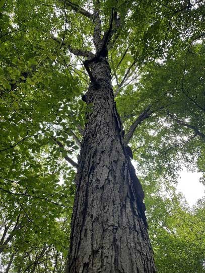 Tree in forest