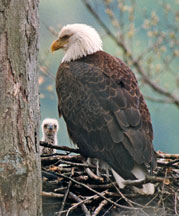 Bald eagle with eaglet<br />        