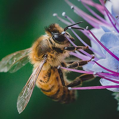 honey bees images