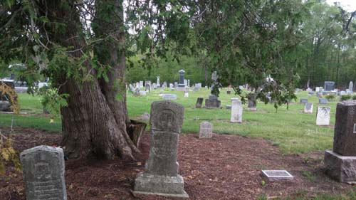 Evergreen Trees at Porter Rea Cemetery