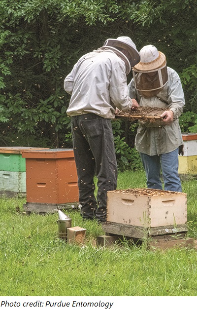 beekeepers